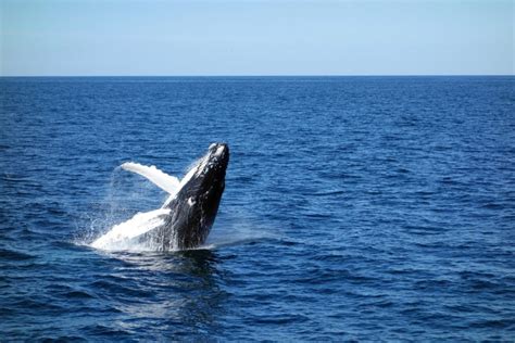 penis de baleine bleu|Baleine bleue : Fiche descriptive complète + photos